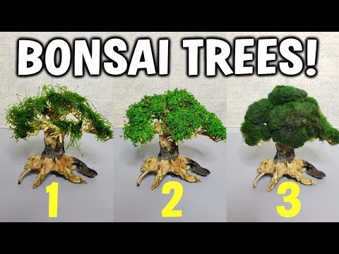 So basteln Sie ganz einfach 3 Aquarium-Bonsaibäume für Ihr bepflanztes Aquarium