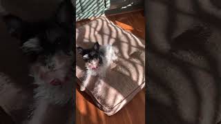 Video preview image #1 Mutt Puppy For Sale in Arlington, VA, USA