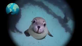 Plastic Oceans - Christmas Message