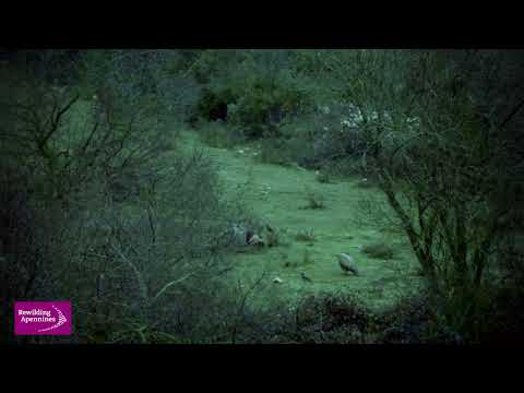 Lupo e grifone - ora della colazione / Wolf and grifon - breakfast time