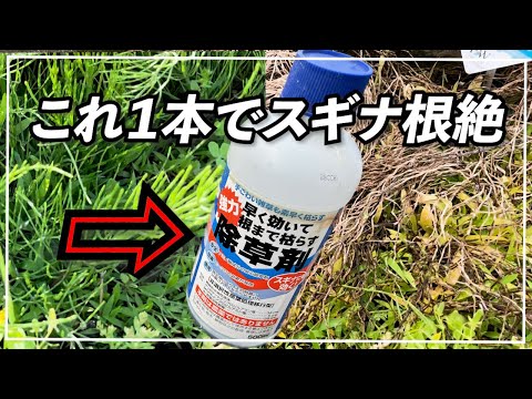 園芸 スギナ、ヒマラヤスギナ、巨大スギナ