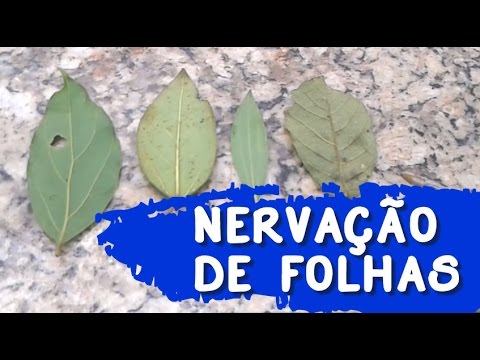TIPOS DE NERVAÇÃO DE PLANTAS