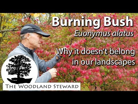 image-How do I identify a burning bush?