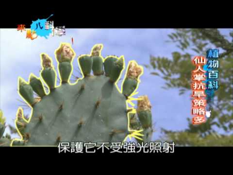 仙人掌針狀葉