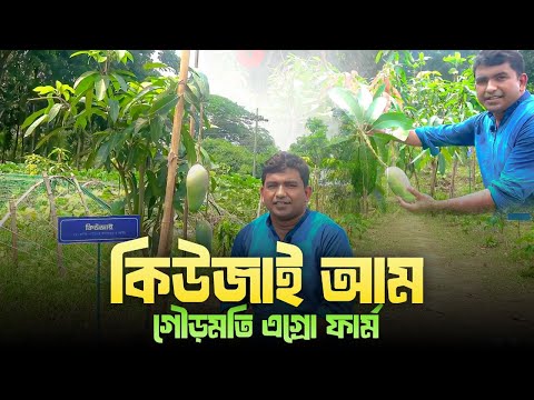 কিউজাই আম- Kiojay Mango- গৌড়মতি এগ্রো ফার্ম