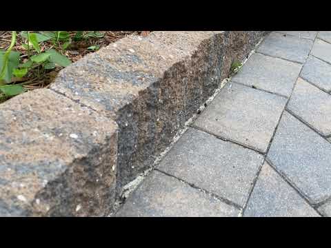 BBQ Party Almost Ruined by Ants in Jackson, NJ