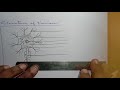 X Std Biology Diagram Practice Heart Neuron Brain