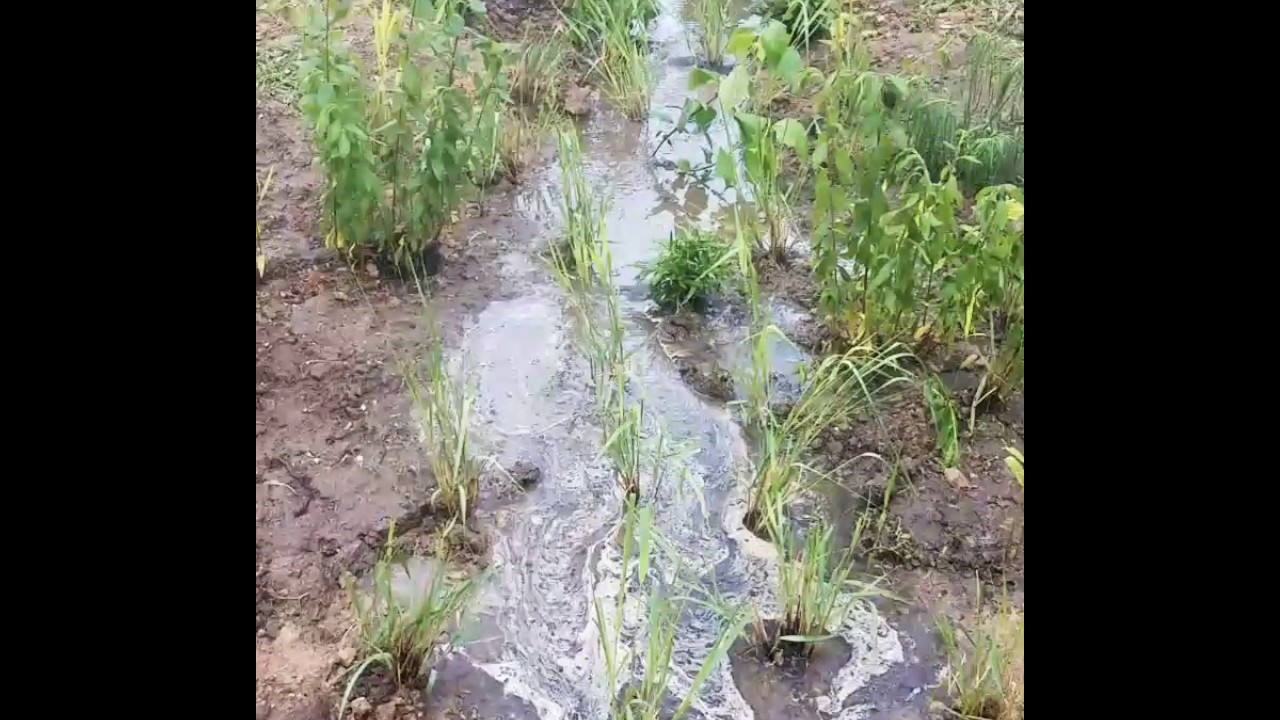 Bioswale at Montross Middle School