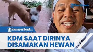 Viral Warga Pangandaran Samakan KDM dengan Hewan, Dedi Mulyadi: Segera Dijemput RS