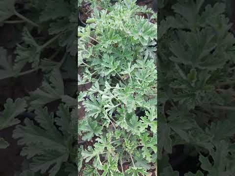 النبات رقم (٤٢): العتر - الجيرانيوم - Pelargonium graveolens