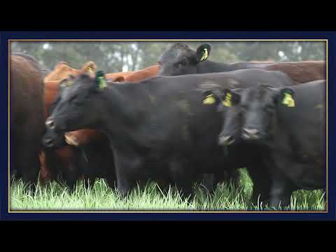 Vaquillona Don Romeo