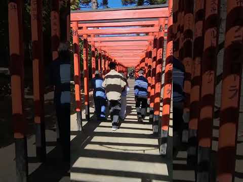 FLORADA DA CEREJEIRA BRANCA 
