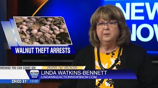 Two arrested in Yuba City for walnut theft during harvest season