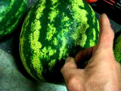 Water melon 'thump' test