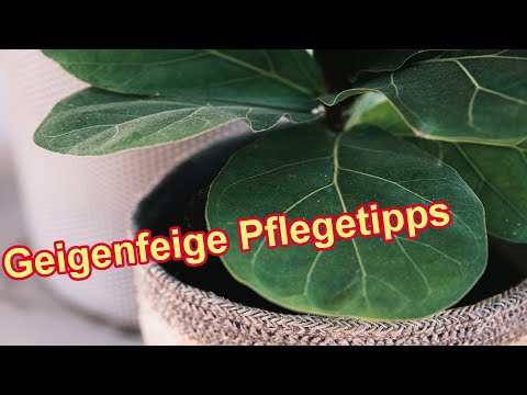 Geigenfeige pflegen - Ficus lyrata Pflege, Düngen, Gießen, Standort, Schneiden, Vermehren uvm.