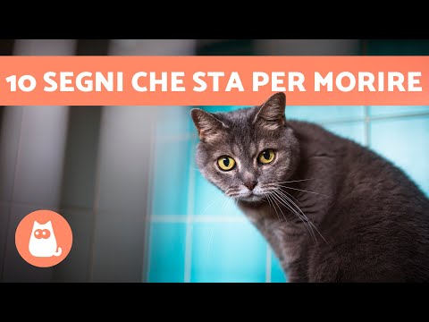 10 SYMPTOMS A CAT IS ABOUT TO DYE 🐱💔 How do I know if my cat is dying?