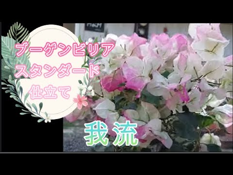 秋のガーデニング：ブーゲンビリアを鉢植えまたは地植えで越冬させる方法は？  庭園