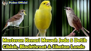 Download lagu ISIAN KENARI PALING MEWAH JEDA RAPAT HANYA 5 DETIK FULL ISIAN - SIKATAN L0ND0, CIBLEK, BLACKTHR0AT mp3