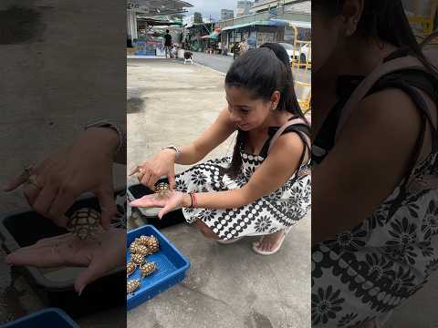 Itna chotu sa kachuwa 🐢 #tortoise #turtle #thailand #pet #minivlog #vlog #vlogs