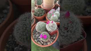 On the cactus runway today. 😉🌵🌺🌵🌸🌵🌺