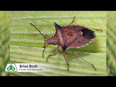 Problems With Stinkbugs