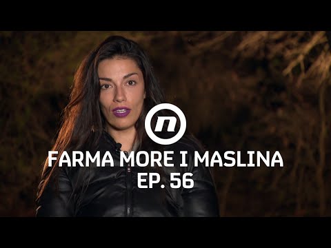 Što će porota odlučiti? - Epizoda 56 | Farma More i Maslina