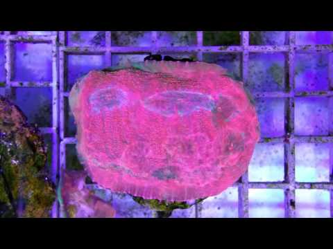 Echinopora, Chalice, German Coralfarm