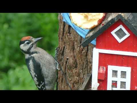 Episode 73 @TvNatureRelax