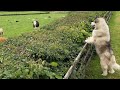 Human Like Dog Reacts To New Visitors He S So Big