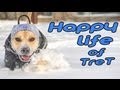 Best Dog - Happy Life of Parkour Dog TreT