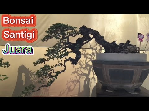 Pameran Bonsai 2022||Ada Bonsai Beringin||Akarnya Ngeri-Ngeri Sedap||Istana Bonsai Pajjar Temor