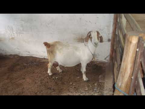 Vendo Sítio para Produção. Agende sua visita.