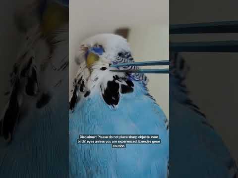 Byron's one cheek pinfeather