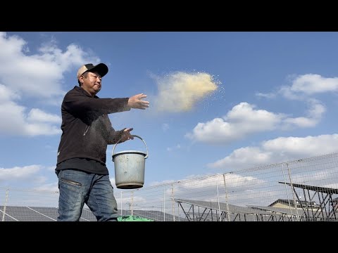 ジャガイモを豊かに収穫するには、いつ肥料を施用すればよいでしょうか?どのような肥料を使用すればよいでしょうか？  庭園