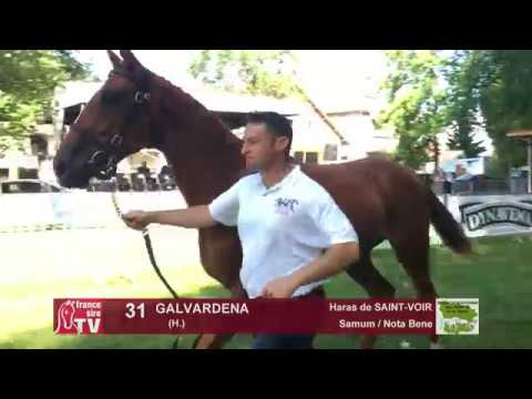 Sprinter Sacré Show 2018 : Lot 31 - GALVARDENA