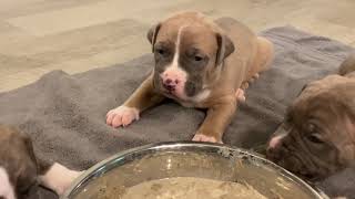 How to Make Puppy Mush Food for 3 Week Old Puppies