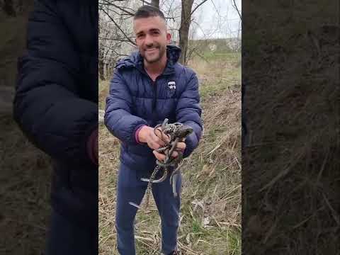 Serpi lacul Morii/ Snakes/ Natrix tessellata