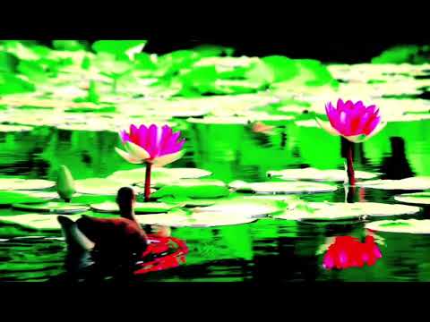 Manwa Lage -Lofi Mix✨ | Best Nature WhatsApp Status ☘️| Arijit ×Shreya Mix 💚| Nature View | #viral