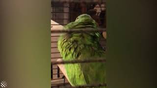 Nico the crying bird 😮😳