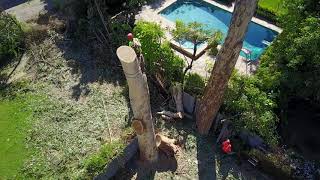 Eucalyptus Tree Removal - 2