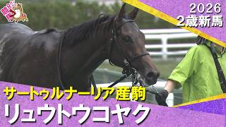 ７番人気のリュウトウコヤクが快勝！田山騎手「精神的に良くなれば」2026年6月20日(土)２歳新馬　阪神芝1400m　実況：服部優陽【カンテレ公式】