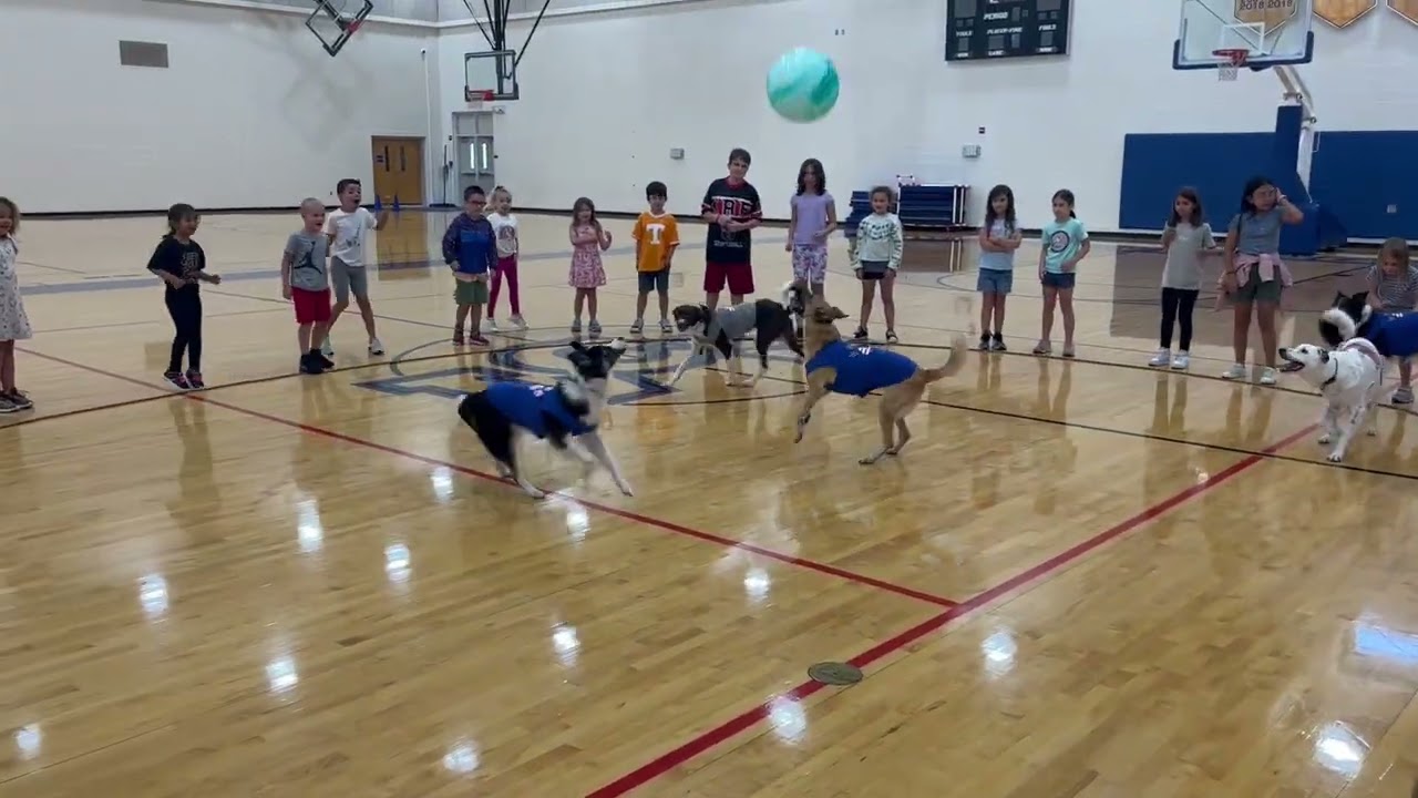 Promotional video thumbnail 4 for Soccer Collies