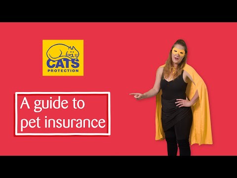 A guide to pet insurance | Cats Protection