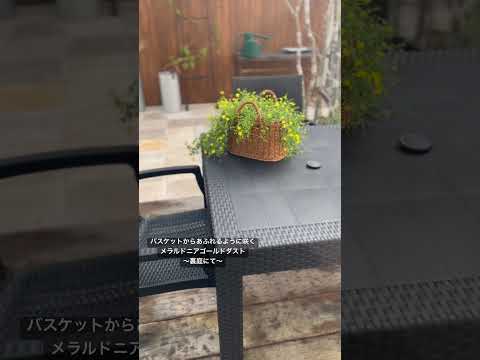 冬の花ブルーベルを植える時期 鮮やかな花 水はけのよい土壌 適度な水やり