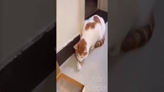☆Super Cute Animals☆Cute cats and funy dogs＆cat　videos compilation2021D⑥#Shorts