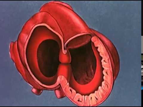 Formação embriológica do coração (Legendado)