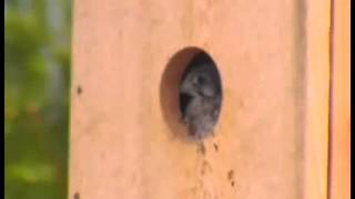 Boise Kestrels June 21, 2013  Its always a waiting game