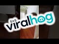 Guilty Dog Tries To Hide || ViralHog