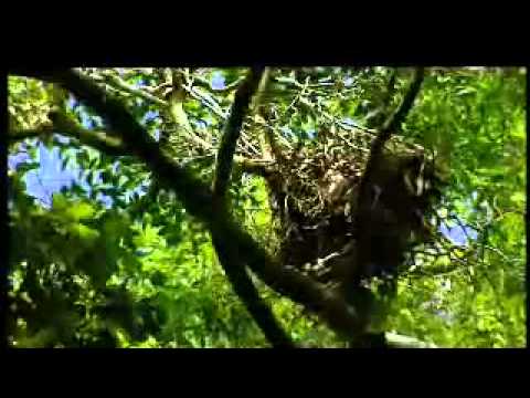 LOST WORLDS : THE JUNGLE OF THE RED SPIRIT