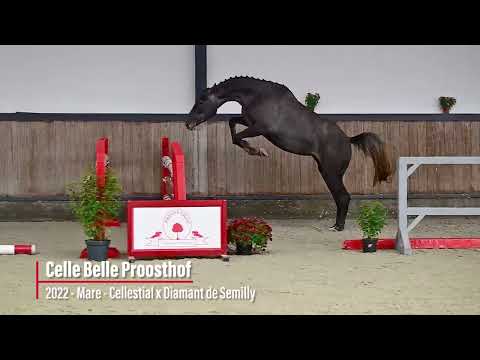 Celle Belle Proosthof